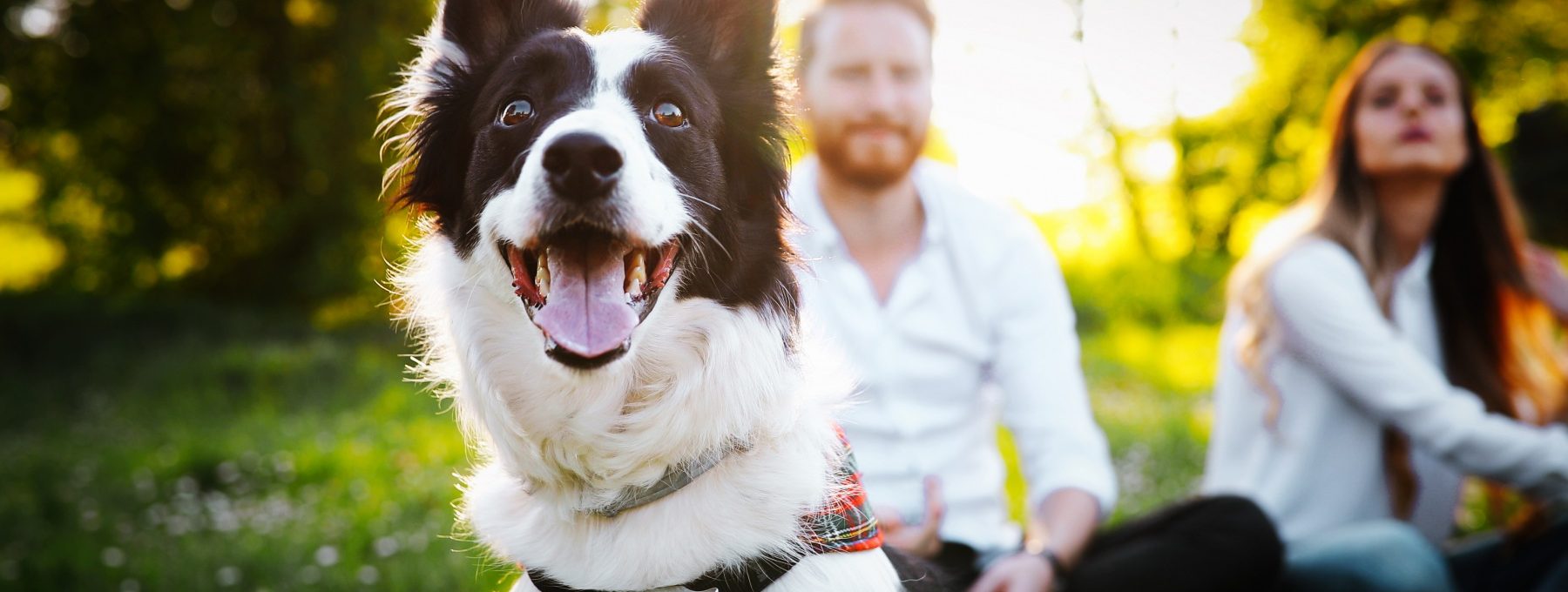 a dog sitting on a bench with a woman and man in the background at The  Sawyer